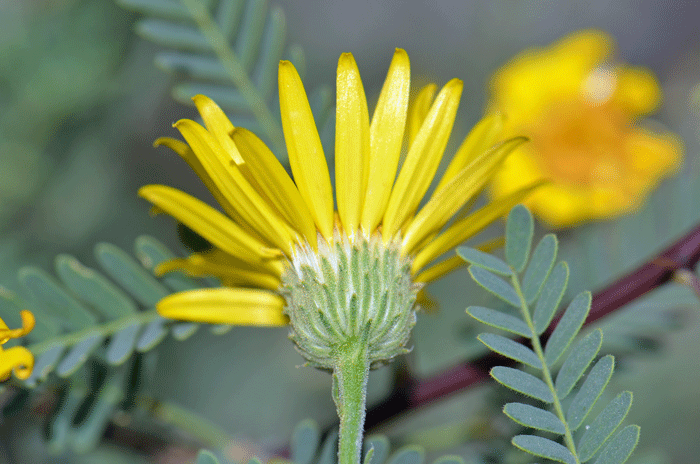 Lacy Tansyaster bracts surrounding floral heads are narrowly linear as shown here. The fruit is a cypsela and the seed is hairy for wind distribution. Xanthisma spinulosum